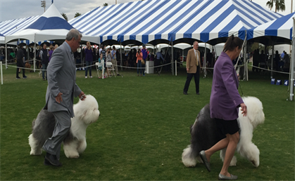 Dog Show